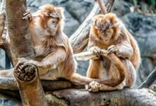 baker s wife nationality intrigue