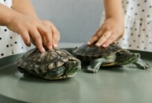 curiosity through unique handle