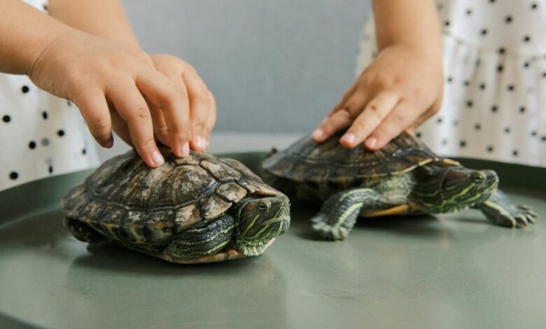 curiosity through unique handle