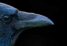 curious and intriguing name