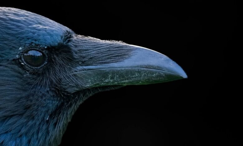 curious and intriguing name